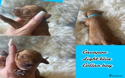 Cavapoo dogs for sale: Beautiful fully DNA tested Cavapoo's  - Image 24