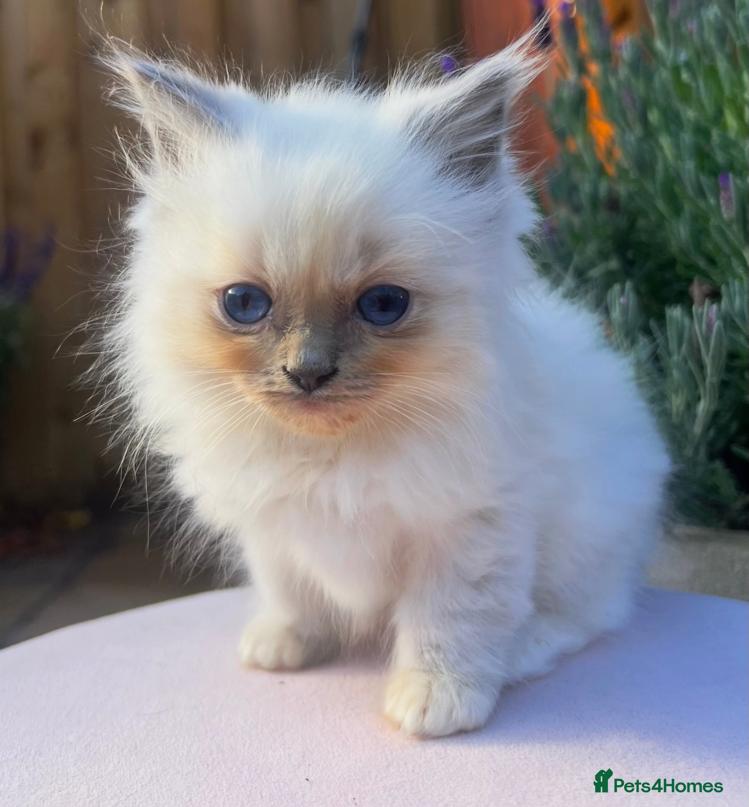Ragdoll cats Tica Pedigree cherubim kittens - Advert 2