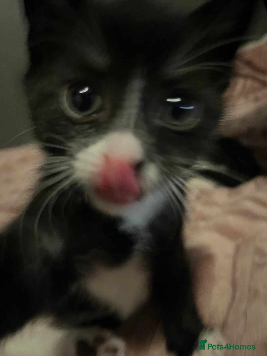 Mixed Breed cats for sale: Kittens for sale  - Advert 3