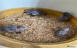 Mixed Breed birds for sale: Hand reared conures and avairy budgies  - Image 23