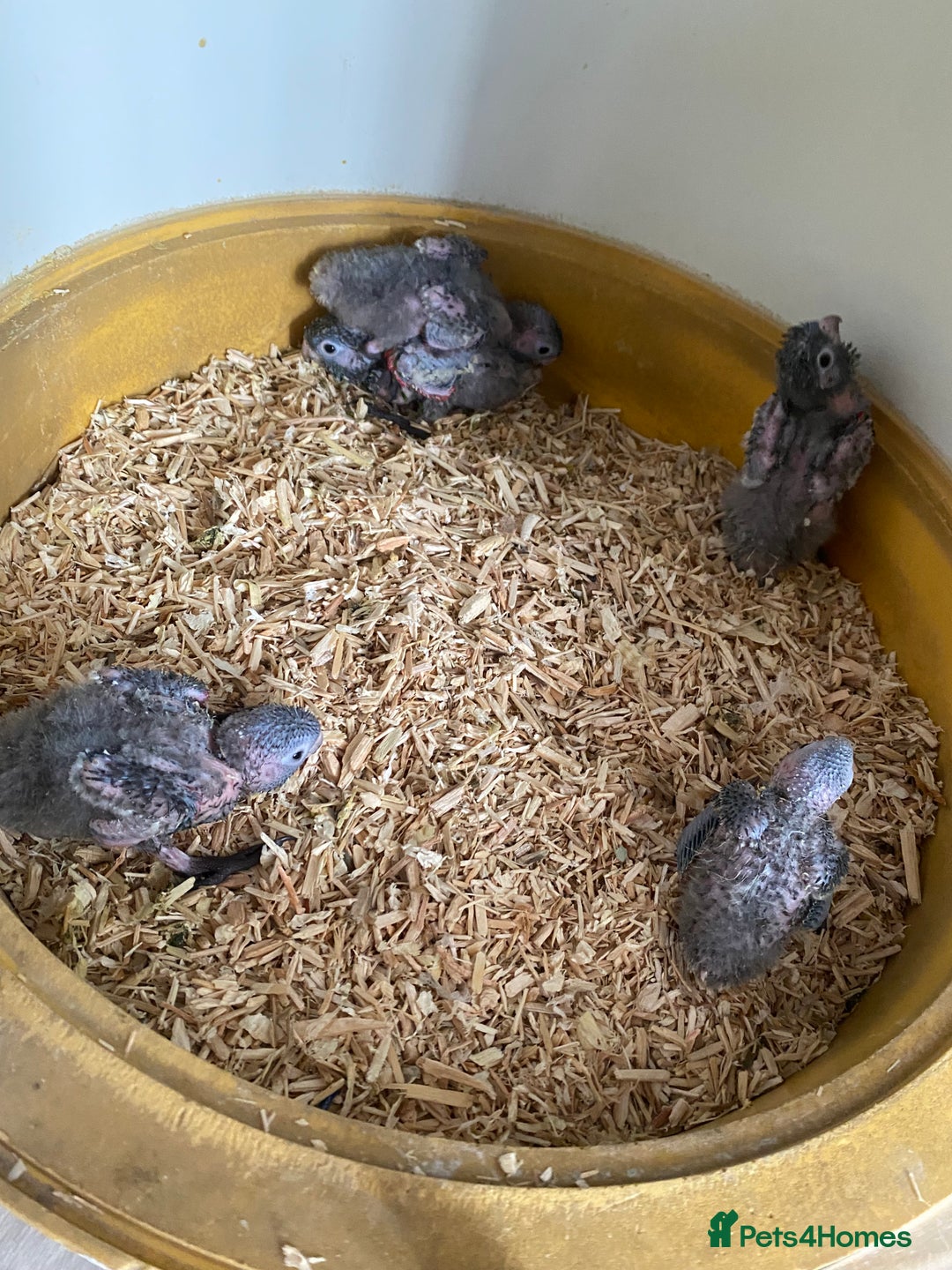 Mixed Breed birds for sale: Hand reared conures and avairy budgies  - Image 23