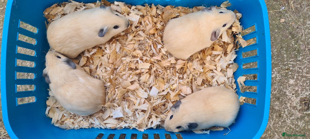 Guinea Pig rodents for sale: Californian Guinea pigs - Image 12