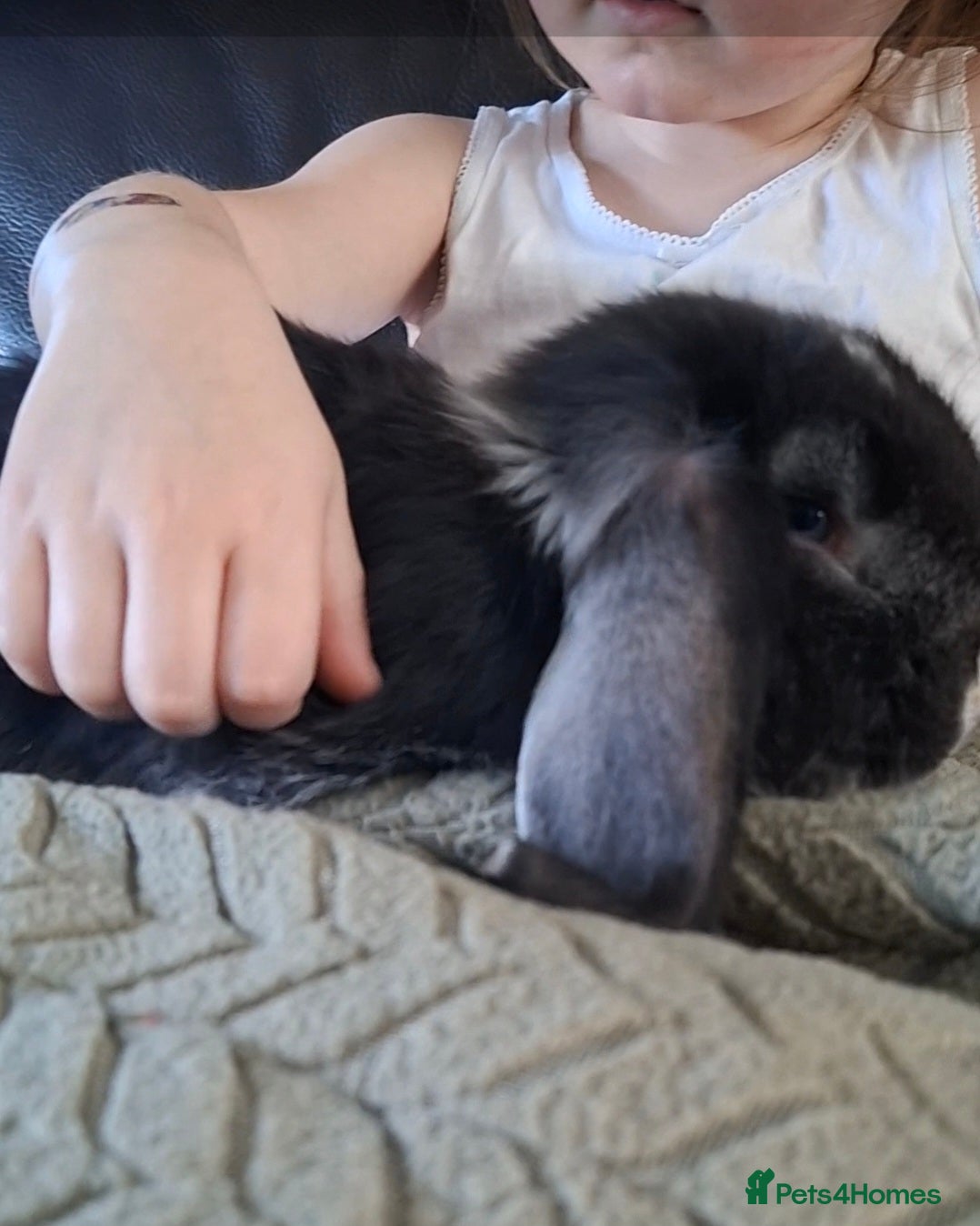 French Lop rabbits French Lop babies - Advert 14