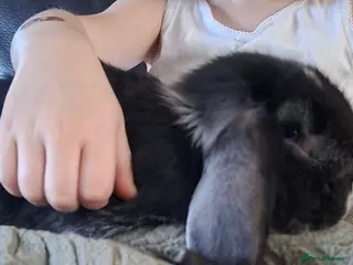 French Lop rabbits French Lop babies - Advert 14