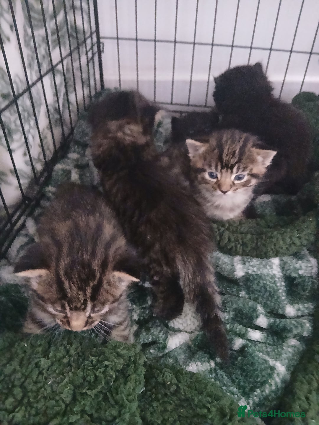 Mixed Breed cats for sale: Blue Russian x  - Advert 3