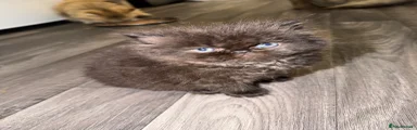 Persian Kitten 1