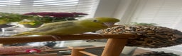 Parakeets birds for sale: Parrotlet sadly for rehoming - Advert 2