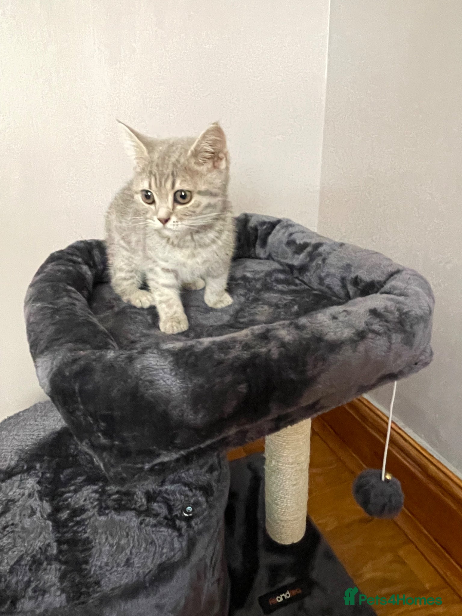 British Shorthair cats for sale: Grey stripe British short hair kitten - Advert 7