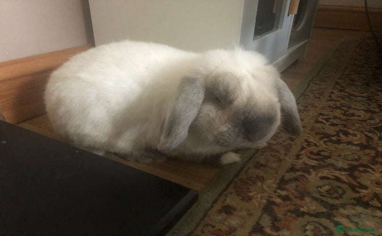 Mini Lop rabbits - Advert 2