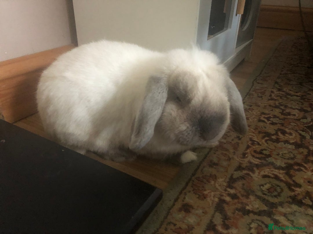 Mini Lop rabbits for sale: Male bunny mini loop  - Image 1