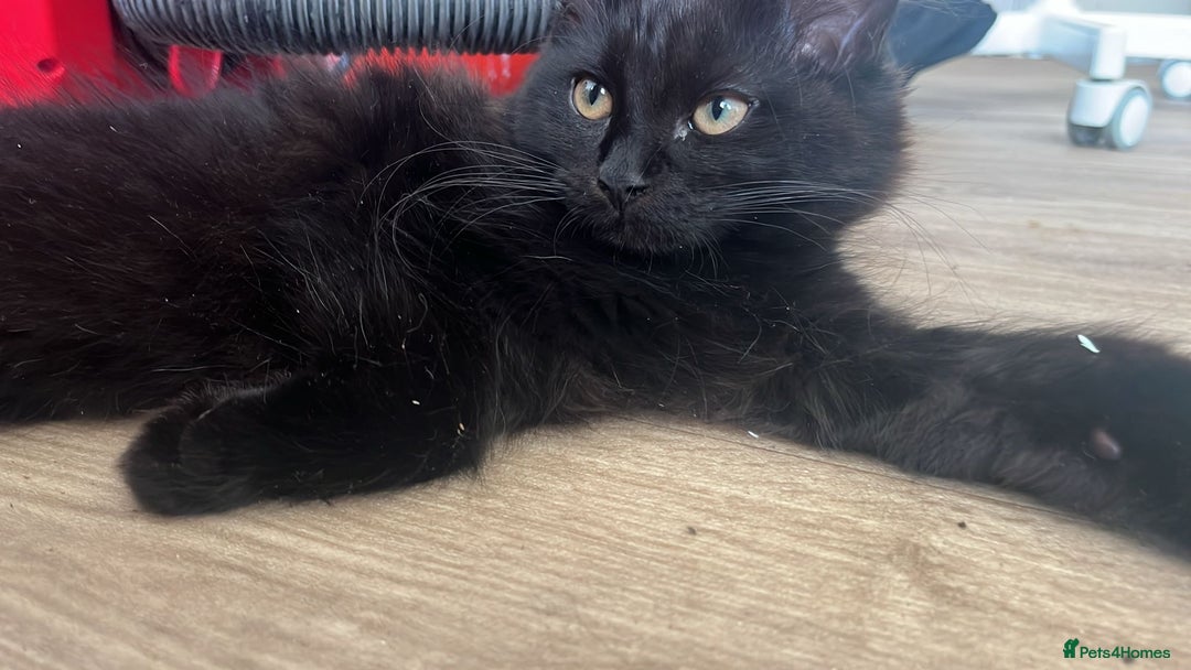 Maine Coon cats for sale: Black smoked boy  - Image 6