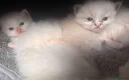 Ragdoll cats for sale: Ragdoll Kittens  - Image 11
