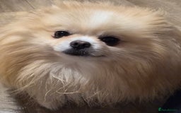 Pomeranian dogs for stud: HIGH QUALITY HALF KOREAN LINE  BOY FOR STUD in Leeds - Advert 3