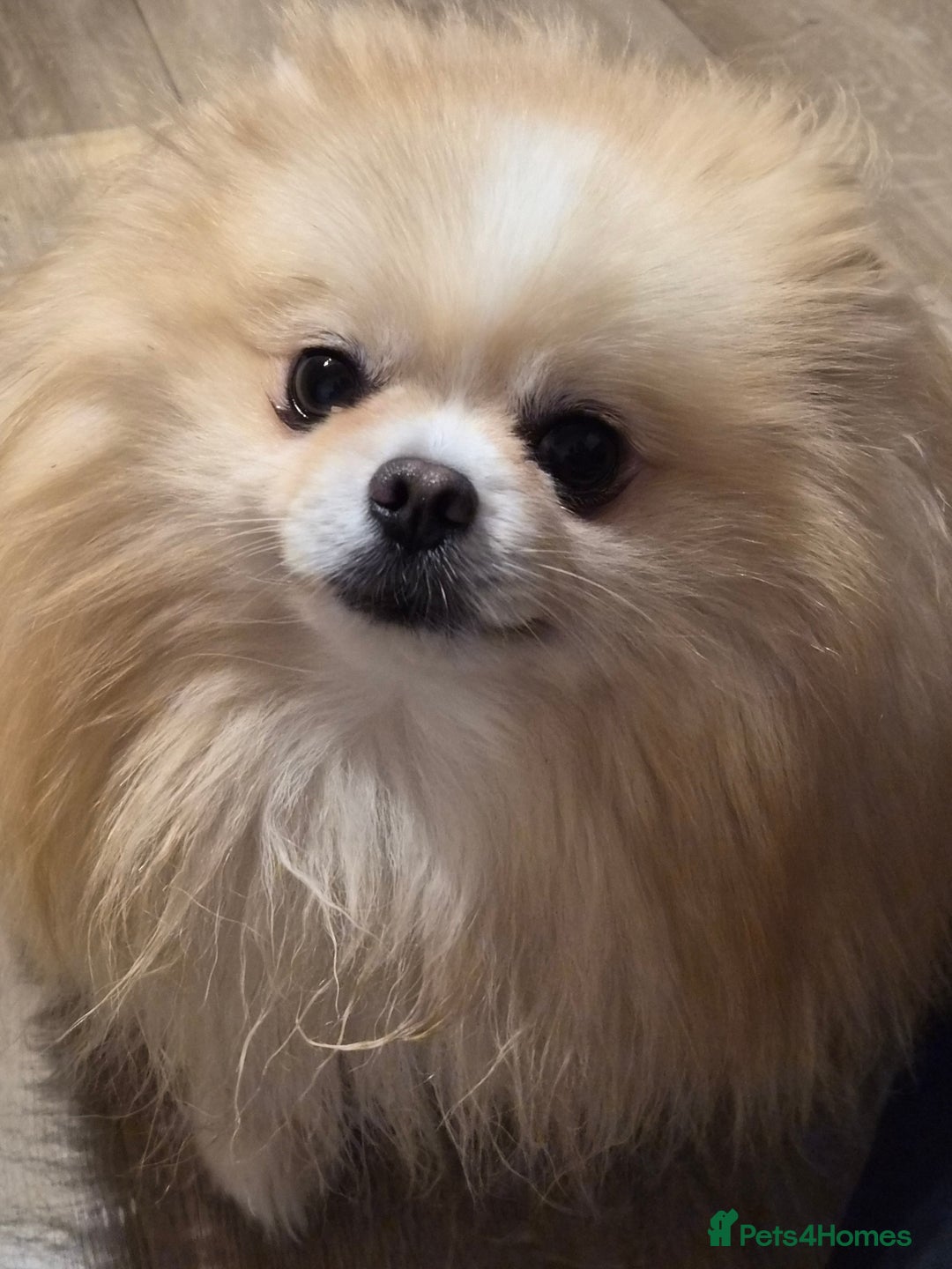 Pomeranian dogs for stud: HIGH QUALITY HALF KOREAN LINE  BOY FOR STUD in Leeds - Advert 3