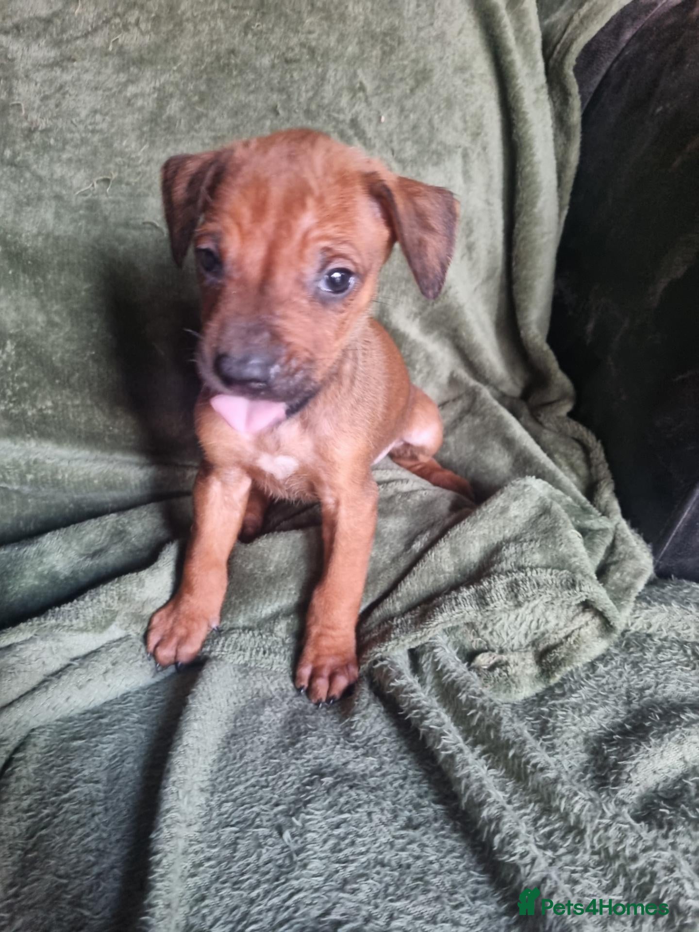Rhodesian Ridgeback dogs for sale: RHODESIAN RIDGEBACKS PUPPIES  - Advert 5