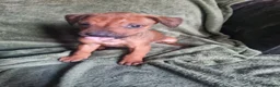 Rhodesian Ridgeback dogs for sale: RHODESIAN RIDGEBACKS PUPPIES  - Advert 1