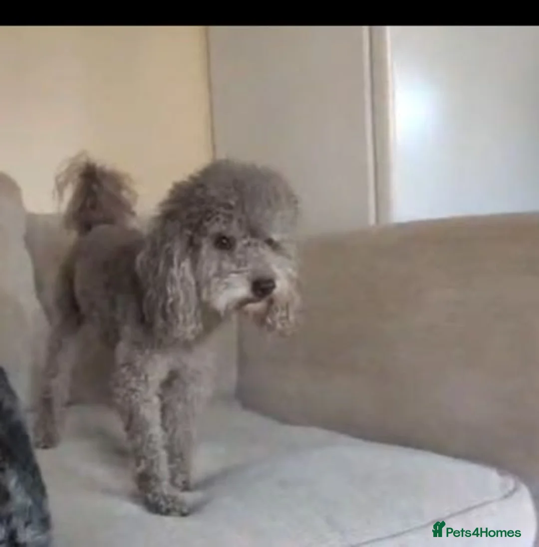 Pomapoo dogs for sale: 2 Beautiful Mottled Pomapoo Pups 1 Female 1. Male - Advert 18