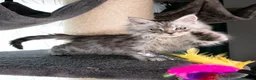 Maine Coon cats for sale: STUNNING PEDIGREE MAINE COON KITTENS - Advert 8