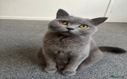 British Shorthair cats for sale: Beautiful British Shorthair Kittens - Image 3