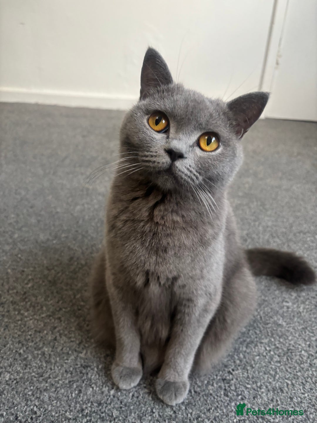 British Shorthair cats for sale: Beautiful British Shorthair Kittens - Image 3
