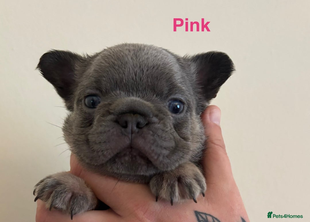 French Bulldog dogs for sale: 3 Female French bulldog puppies  - Image 1