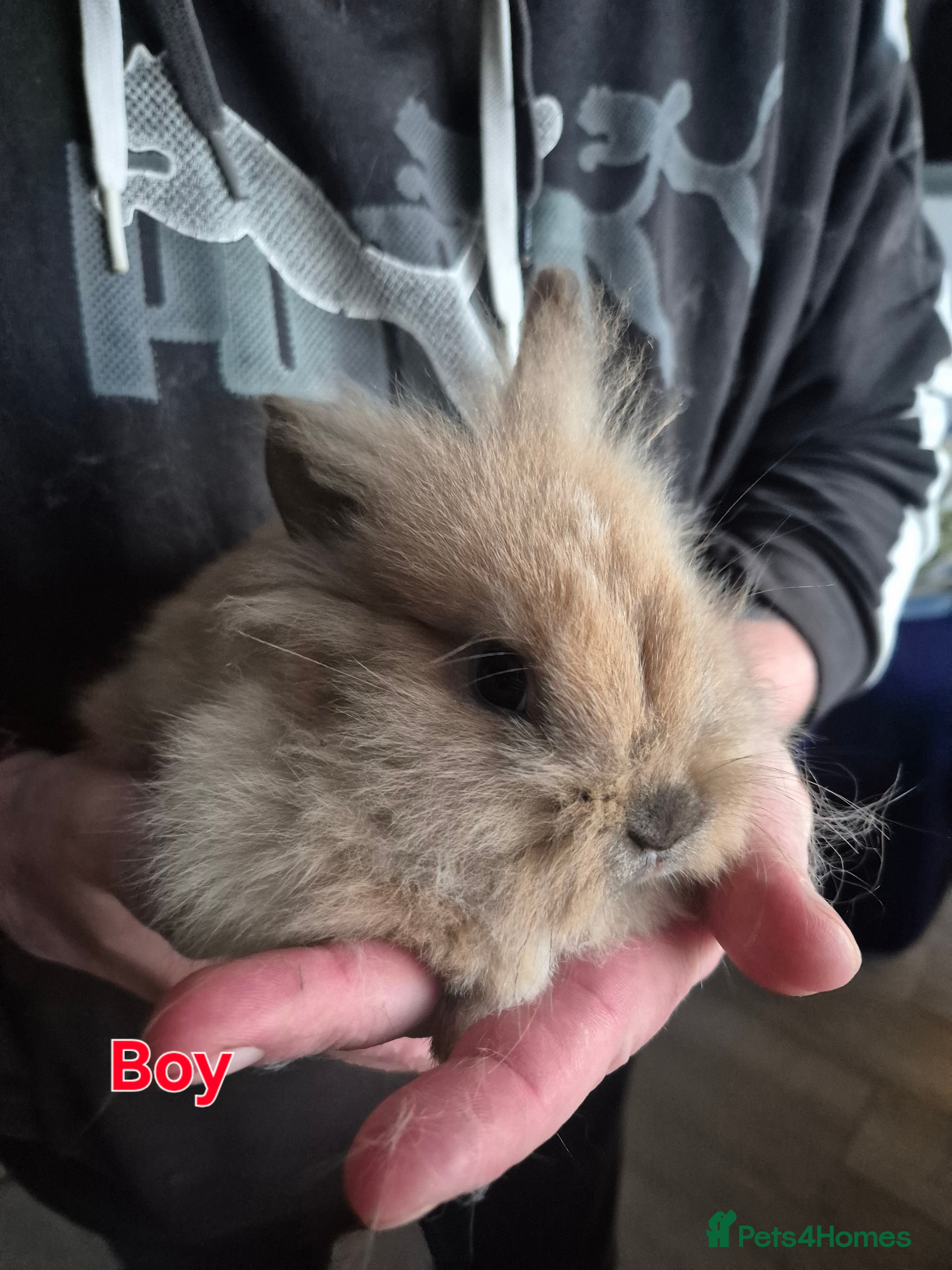 Mini Lion Lop rabbits Mini lop lion - Advert 3