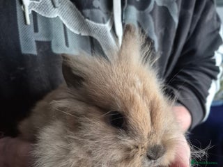 Mini Lion Lop rabbits Mini lop lion - Advert 1