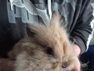 Mini Lion Lop rabbits Mini lop lion - Advert 2