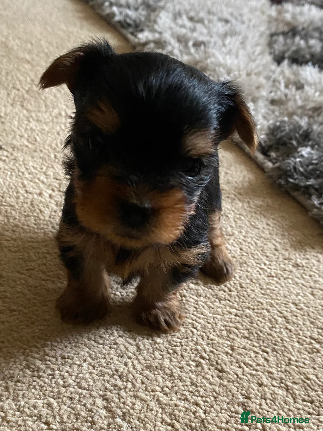 Yorkshire Terrier dogs for sale: Miniature Yorkshire Terriers - Advert 2