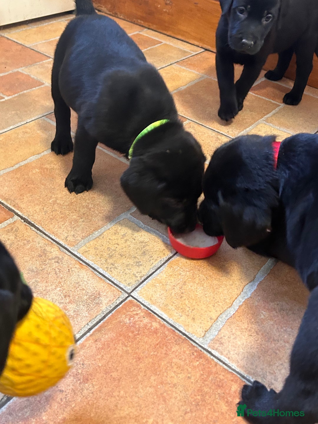 Labrador Retriever dogs for sale: GORGEOUS LITTER OF BLACK LABRADOR PUPPIES!! - Advert 11