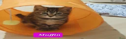 Mixed Breed cats for sale: Beautiful bengal mixed kittens - Advert 9
