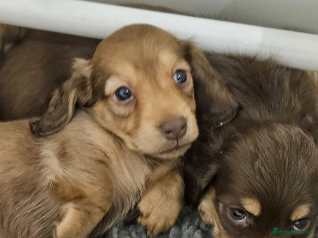 Miniature Dachshund dogs Long Haired Miniature Dachshunds for Sale - Advert 2