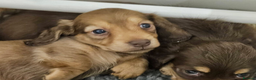 Miniature Dachshund dogs for sale: Long Haired Miniature Dachshunds for Sale in Enfield - Advert 1