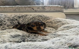 Dachshund dogs for sale: Dachshund  - Image 7