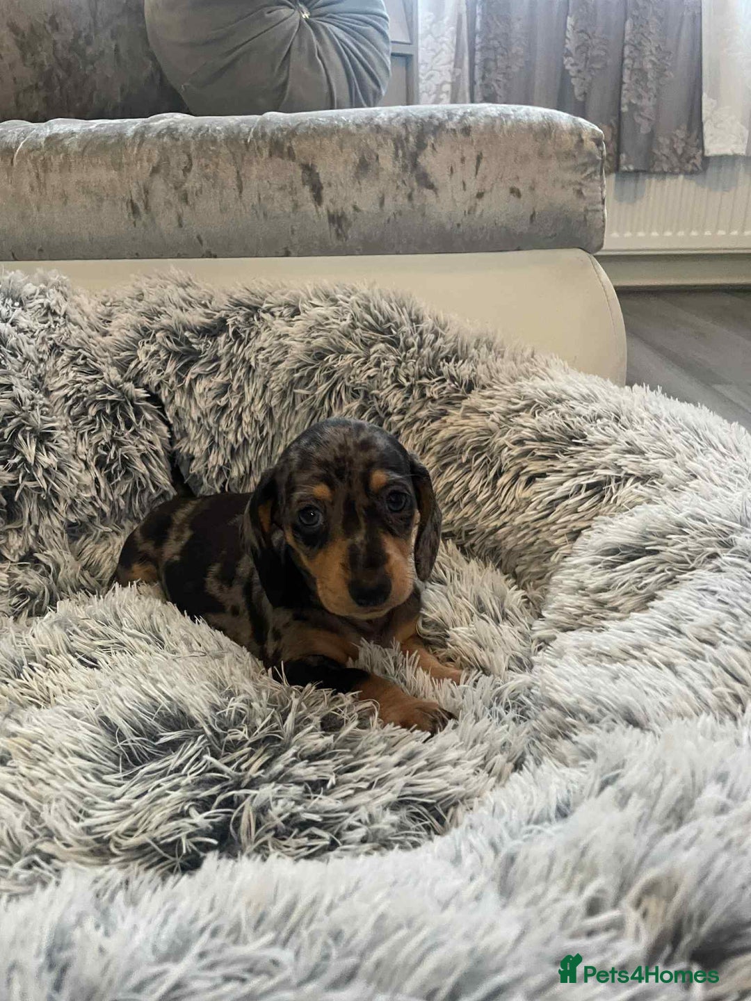 Dachshund dogs for sale: Dachshund  - Image 7