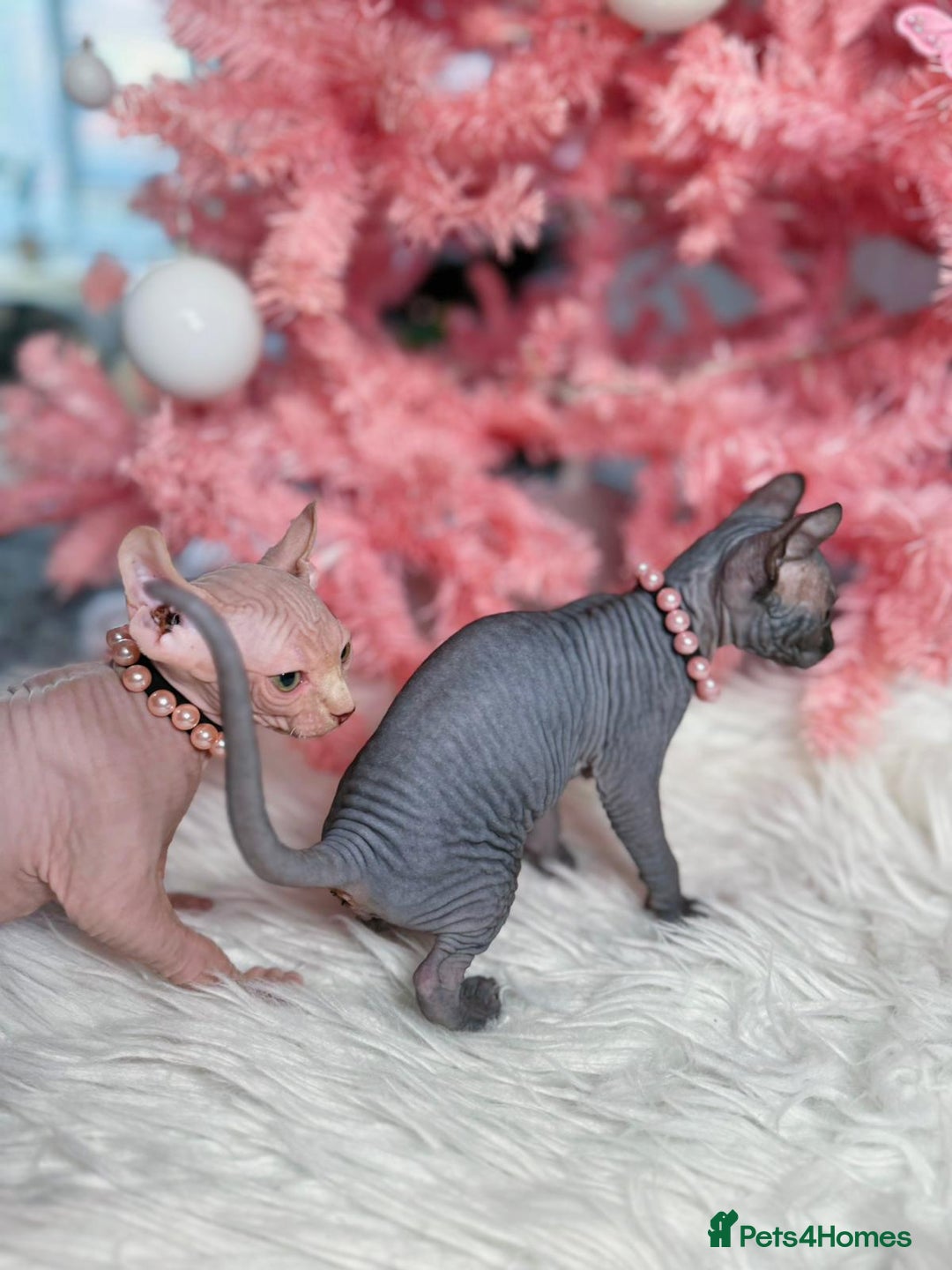 Sphynx cats for sale: 🌟 Stunning Sphynx & Elf Kittens  - Advert 9