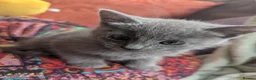 Russian Blue cats for sale: Adorable Russian Blue X Kittens  - Advert 13