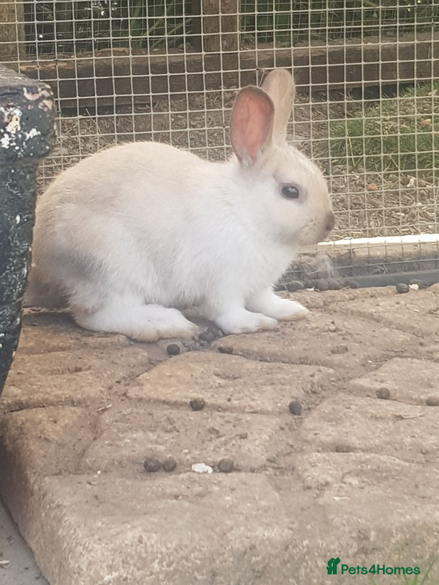 Mixed Breed rabbits Baby rabbits  - Advert 20
