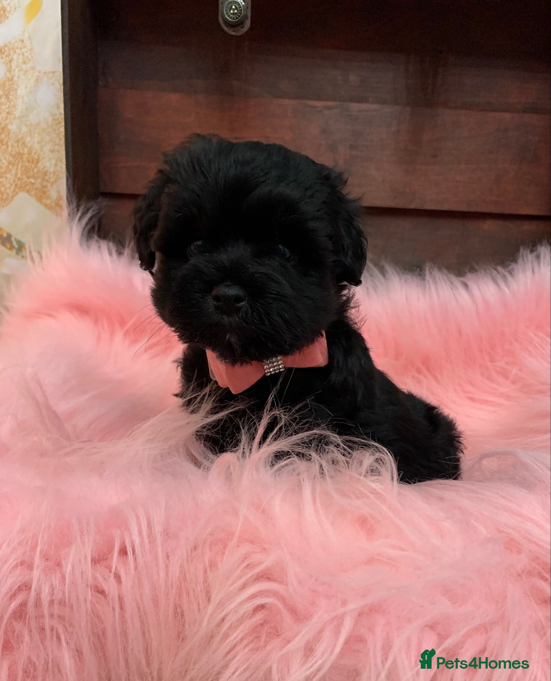 Miniature Schnauzer dogs for sale: 5* LICENSED - KC MINI (TOY) SCHNAUZER CHOCOLATE  - Advert 28