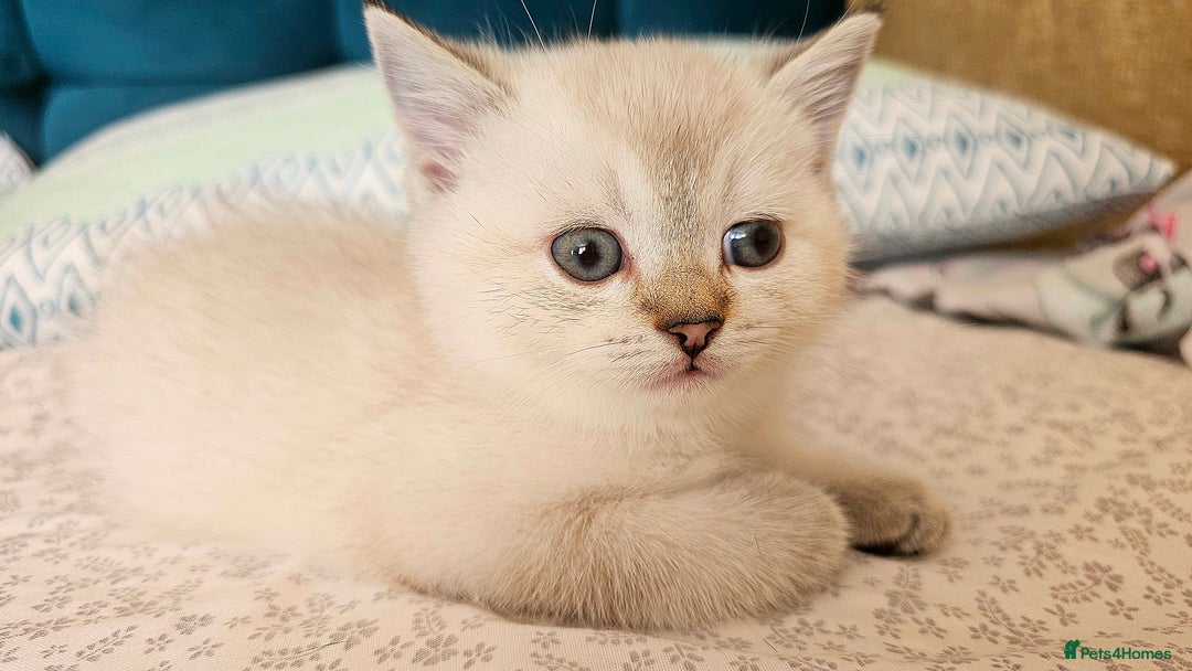 Scottish Fold cats for sale: Pedigree Scottish Folds kittens READY TO LEAVE - Image 6