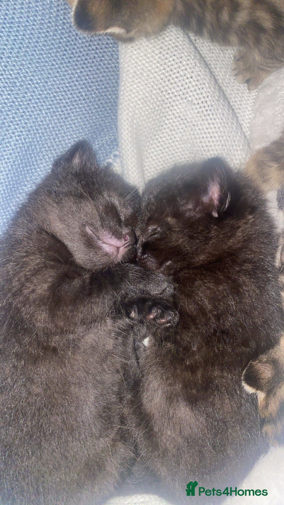 Mixed Breed cats for sale: Mixed breed Bengal and Norwegian forest cat  - Advert 7