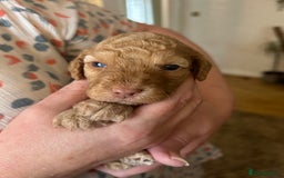 Cockapoo dogs for sale: Beautiful F2 Cockapoo Puppies  - Image 14