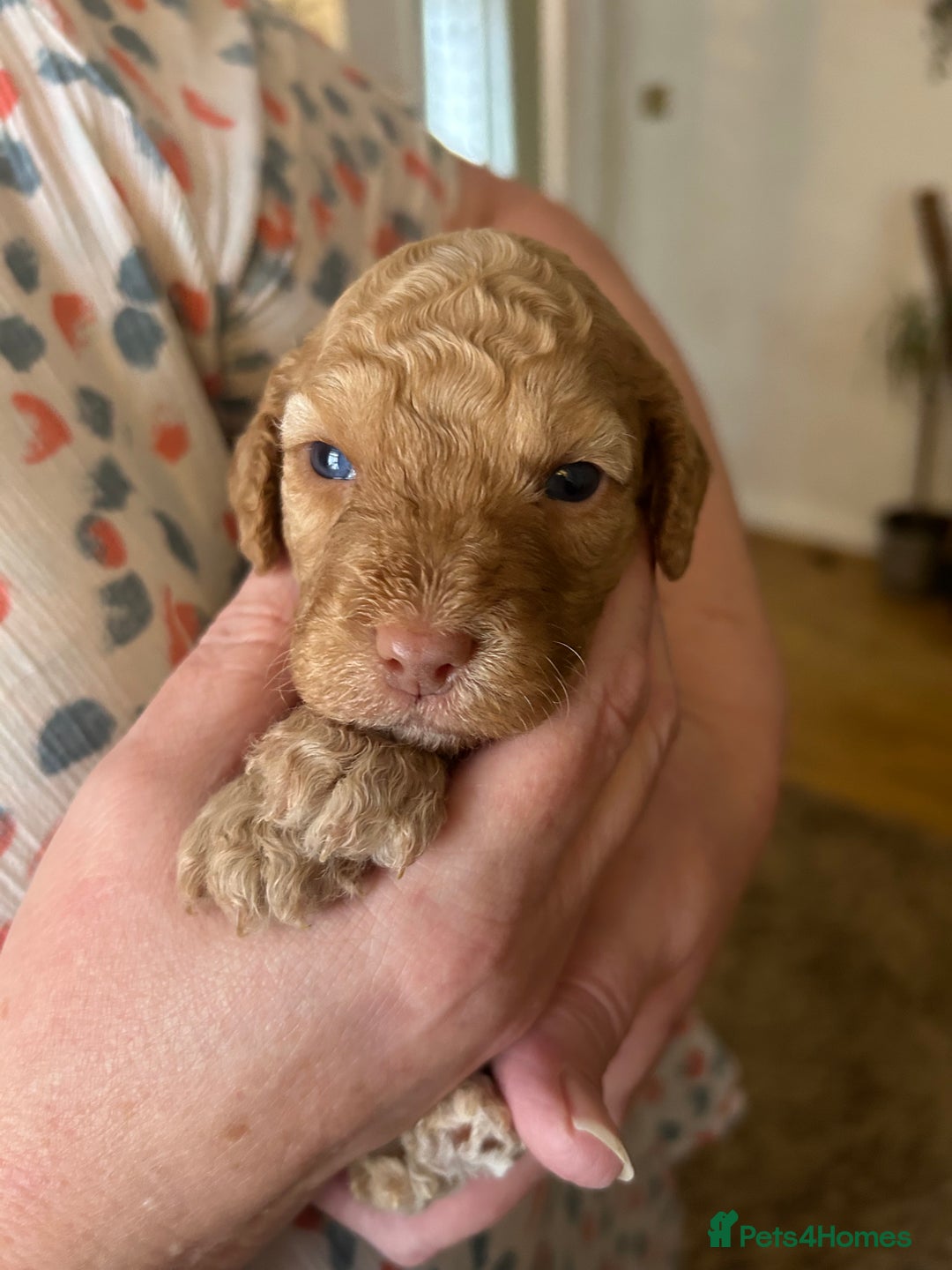 Cockapoo dogs for sale: Beautiful F2 Cockapoo Puppies  - Image 14