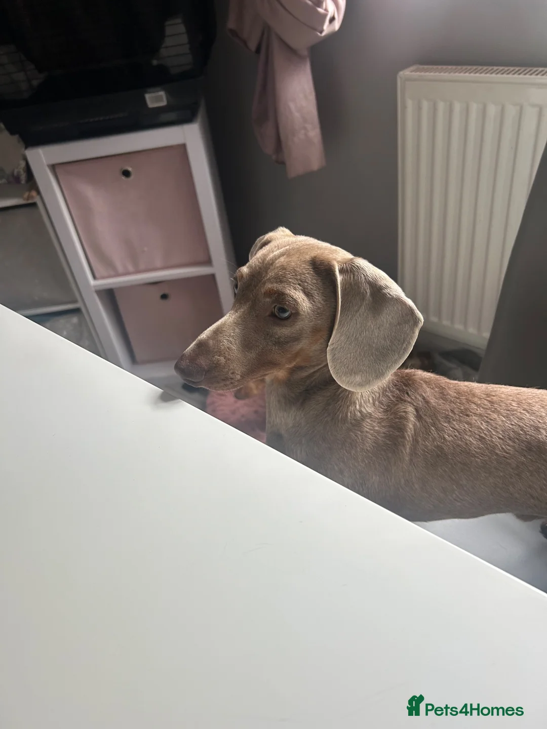 Miniature Dachshund dogs for stud: Miniature Dachshund for Stud  - Advert 3