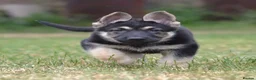 German Shepherd dogs for sale: ⭐ Rare East European Shepherd Puppies UK - Advert 16