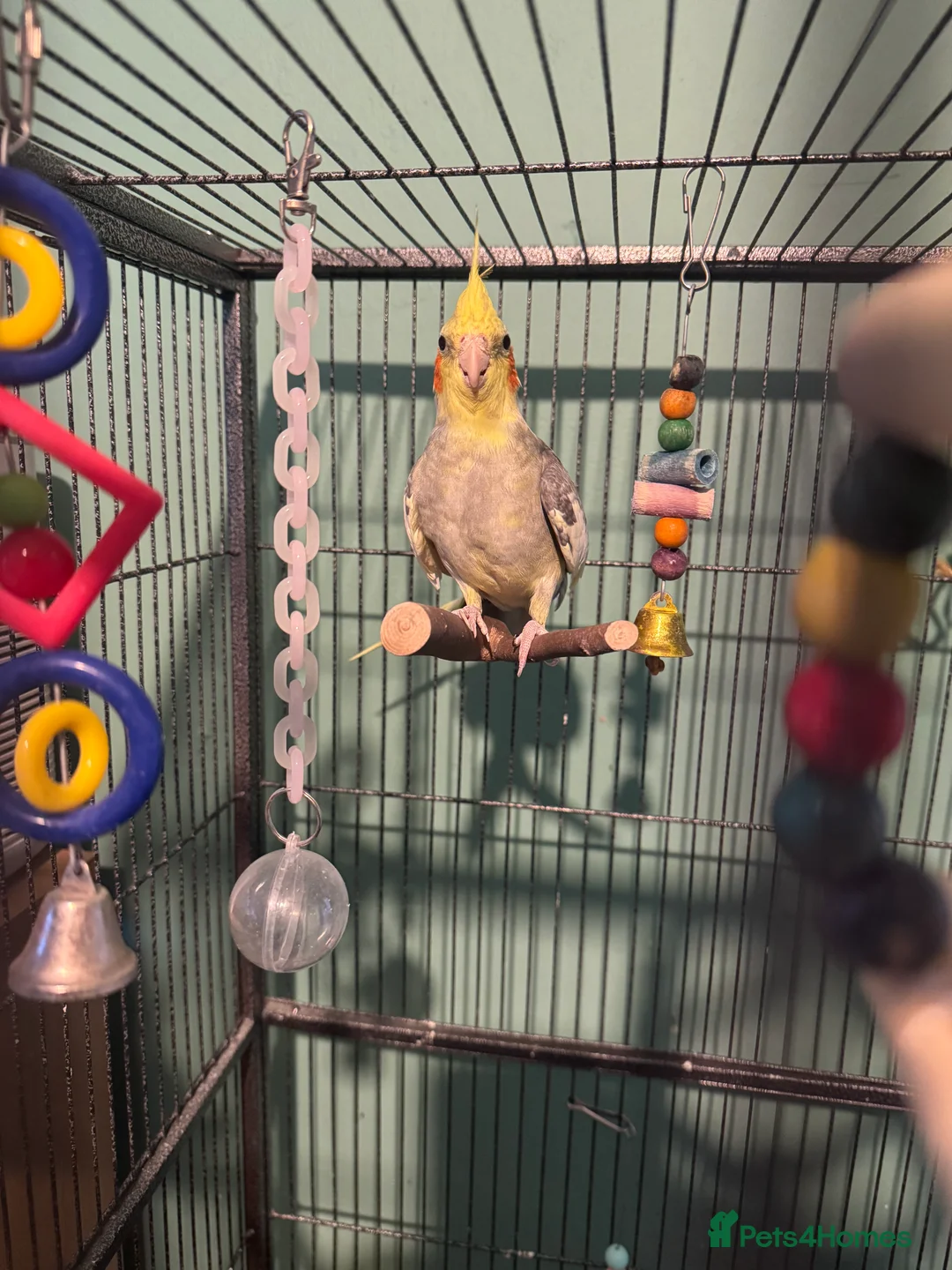 Cockatiels birds for sale: Male cockatiel and cage talking  - Advert 1