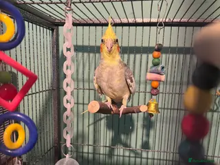 Cockatiels birds Male cockatiel and cage talking - Advert 2