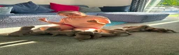 Weimaraner dogs for sale: Weimaraner puppies KC registered in Swansea - Advert 12