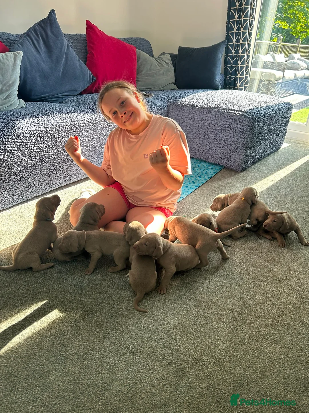 Weimaraner dogs for sale: Weimaraner puppies KC registered in Swansea - Advert 12