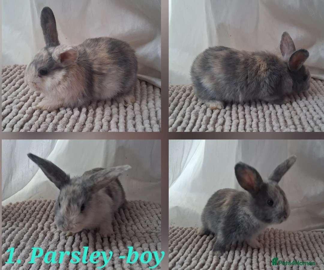 Mixed Breed rabbits for sale: Cute Harlequin Rex x Lop bunnies - Advert 2